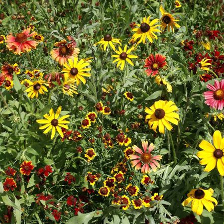 Short Prairie Blend, Wildflower Seed - 1 Ounce image number null