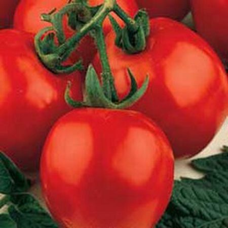 Sub Arctic Plenty, Tomato Seeds - Packet image number null