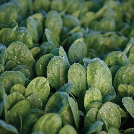 Seaside, (F1) Spinach Seeds - 25,000 Seeds image number null
