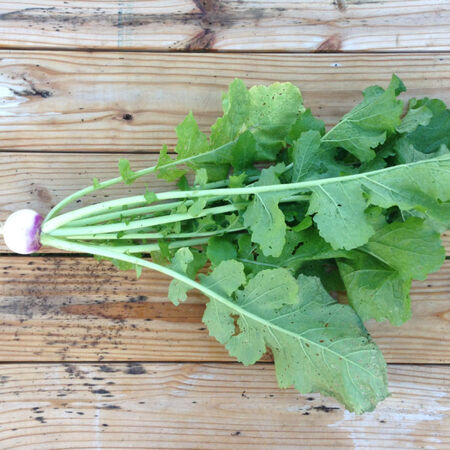 Purple Top White Globe, Turnip Seeds - Packet image number null