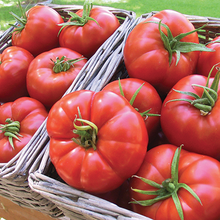Betty, Tomato Seeds - Packet image number null