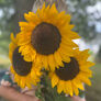 ProCut Orange DMR, (F1) Sunflower Seeds - Packet thumbnail number null