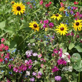 Moist Soil Blend, Wildflower Seeds