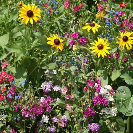 Moist Soil Blend, Wildflower Seeds - 1 Ounce image number null