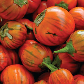 Turkish Orange, Eggplant Seeds