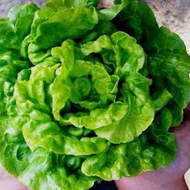 Tom Thumb, Lettuce Seeds