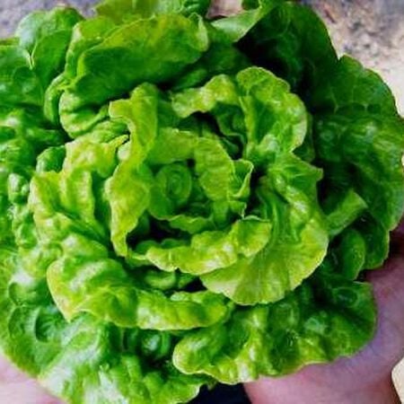 Tom Thumb, Lettuce Seeds - Packet image number null