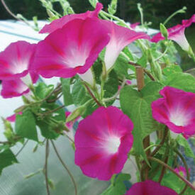 Crimson Rambler, Ipomoea Seeds