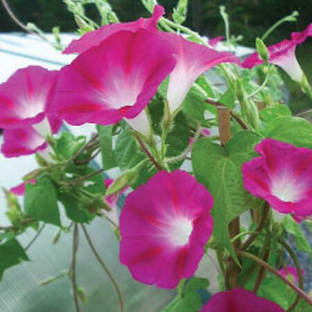 Crimson Rambler, Ipomoea Seeds - Packet image number null