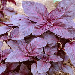 NON-GMO PURPLE BASIL HERB GARDENING DARK OPAL BASIL HERB GARDEN SEEDS HEIRLOOM 