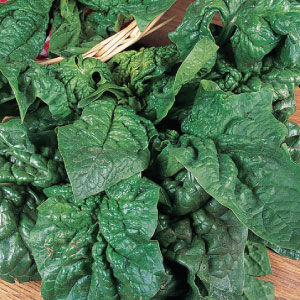 Get These Seeds In Your Garden Or Raised Bed Today. NOBEL GIANT SPINACH SEEDS