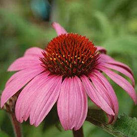 Magnus, Echinacea Seeds