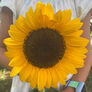 ProCut Orange, (F1) Sunflower Seeds - Packet thumbnail number null