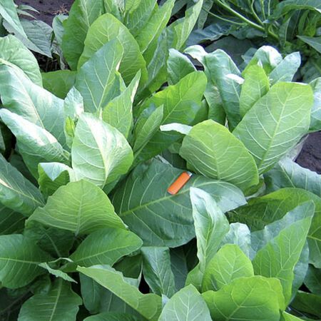 what is the tobacco plant called Sylvestris, Tobacco Seed