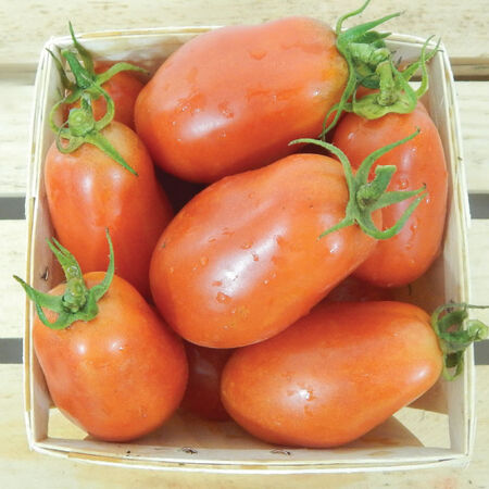San Marzano, Tomato Seeds - Packet image number null