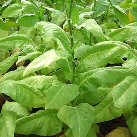 L'Assomption, Tobacco Seed