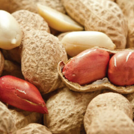 Jumbo, Peanut Seeds