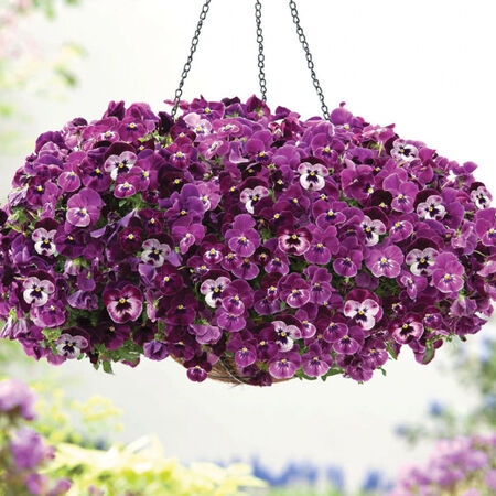 Raspberry Cool Wave, (F1) Pansy Seeds - Packet image number null