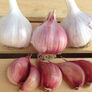 Chesnok Red, Garlic Seed thumbnail number null