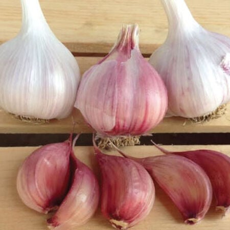 Chesnok Red, Garlic Seed image number null