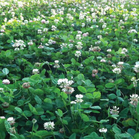 Ladino Clover, Legumes