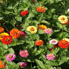 Pumila, Zinnia Seeds
