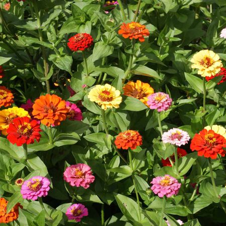 Pumila, Zinnia Seeds - Packet image number null