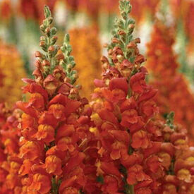 Overture II Orange, (F1) Snapdragon Seeds