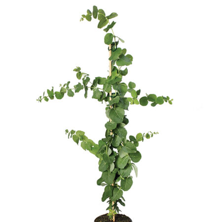 Bimble Box, Eucalyptus Seeds - 250 Seeds image number null