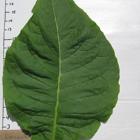 Lancaster Seedleaf, Tobacco Seed - Packet image number null