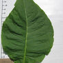 Lancaster Seedleaf, Tobacco Seed - Packet thumbnail number null