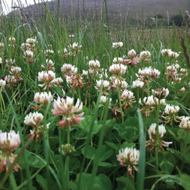 White Dutch Clover, Legumes