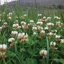 White Dutch Clover, Legumes - 1 Pound thumbnail number null