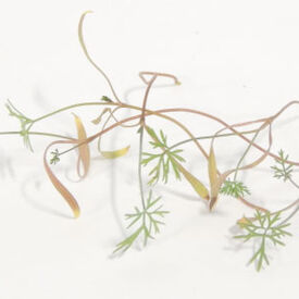 Bouquet Dill, Microgreen Seeds