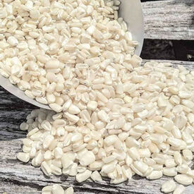 Mosby's White Prolific, Corn Seed