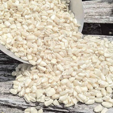 Mosby's White Prolific, Corn Seed - Packet (1 oz.) image number null