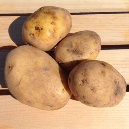 German Butterball, Seed Potatoes - 2 Pounds image number null