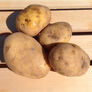 German Butterball, Seed Potatoes - 2 Pounds thumbnail number null