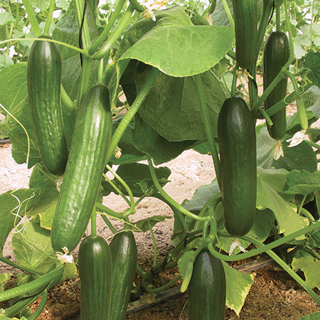 Manny, Cucumber Seeds - Packet image number null