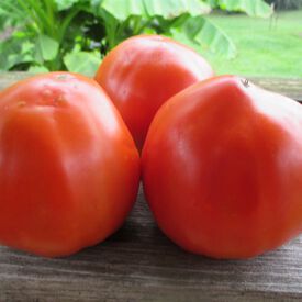 Italian Heirloom, Tomato Seeds