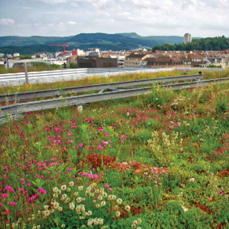 Herb and Sedum Blend, Green Roof Seed - Packet image number null