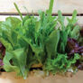 Gourmet Mesclun Blend, Lettuce Seeds - Packet thumbnail number null