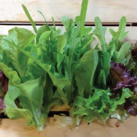 Gourmet Mesclun Blend, Lettuce Seeds - Packet image number null