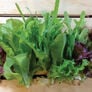 Gourmet Mesclun Blend, Lettuce Seeds - Packet thumbnail number null