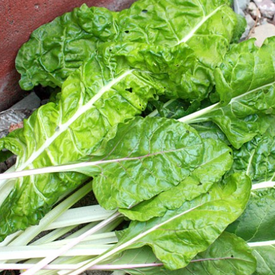 Lucullus, Swiss Chard Seeds