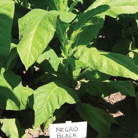 Negro Black, Tobacco Seed