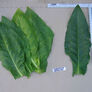 Comstock Spanish, Tobacco Seed - Packet thumbnail number null