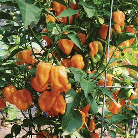 Orange Habanero, Pepper Seeds