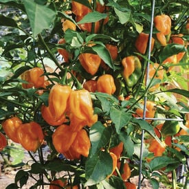 Orange Habanero, Pepper Seeds