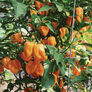 Orange Habanero, Pepper Seeds - Packet thumbnail number null